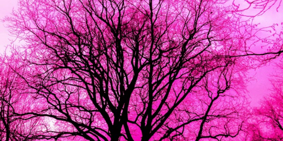 Türkiye’de İklim ve Çevre Politikaları